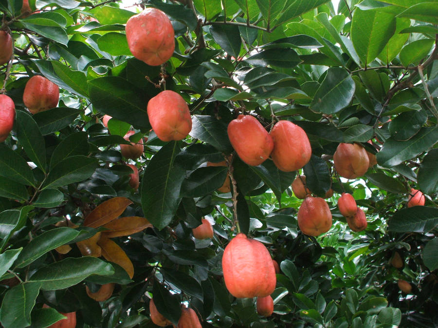 Ackee Fondo de pantalla