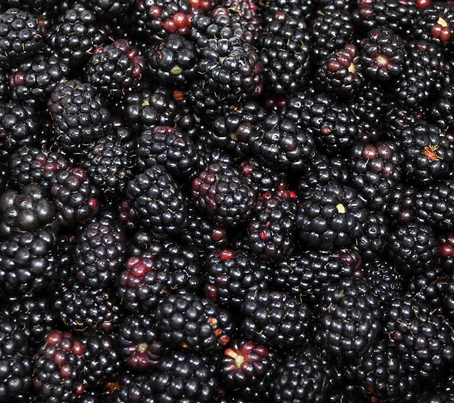 Boysenberry Wallpaper