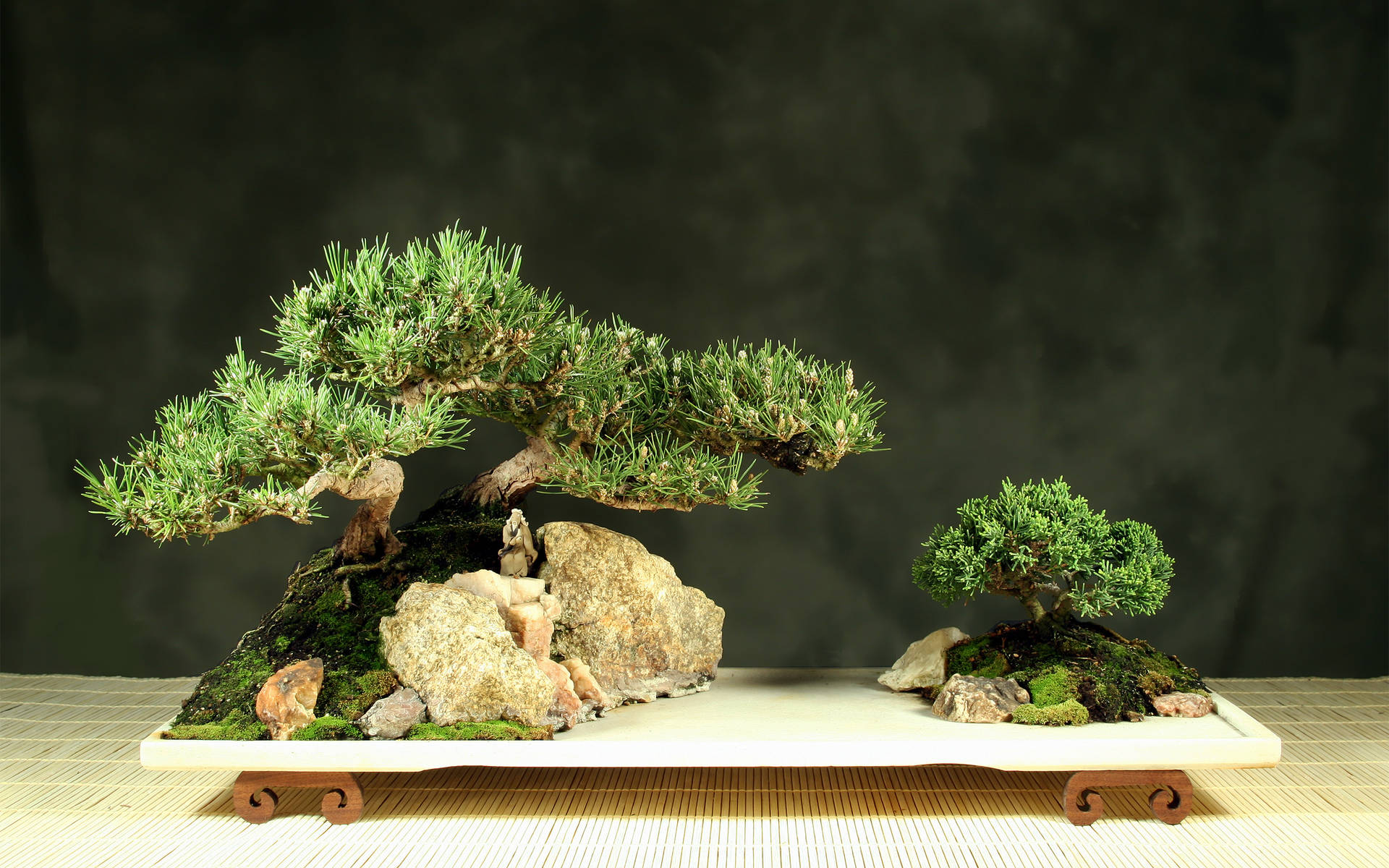 Bonsai Wallpaper