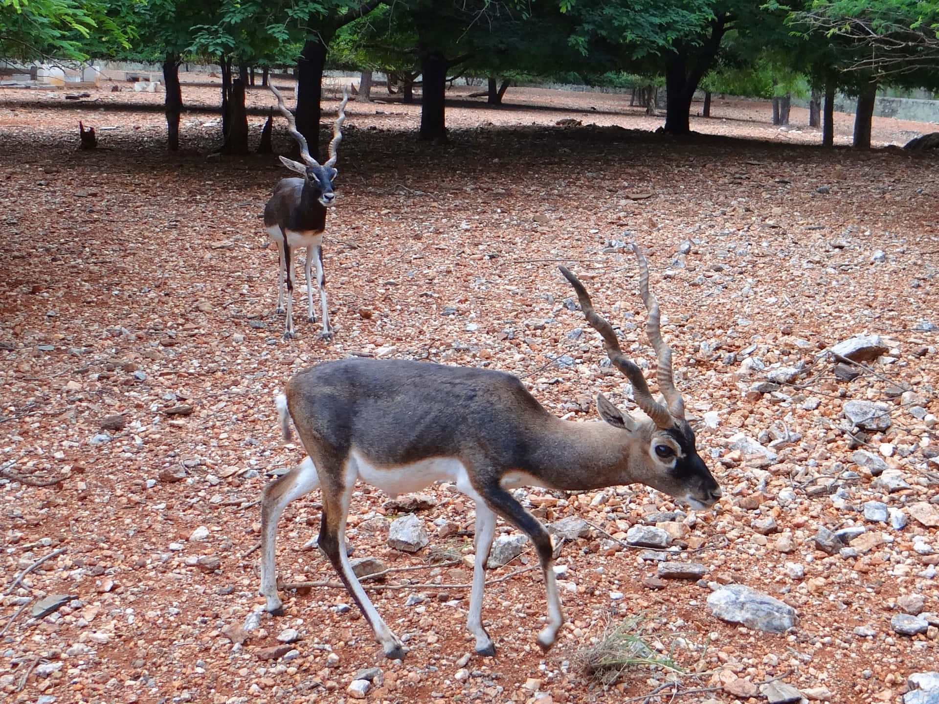 Blackbuck Wallpaper