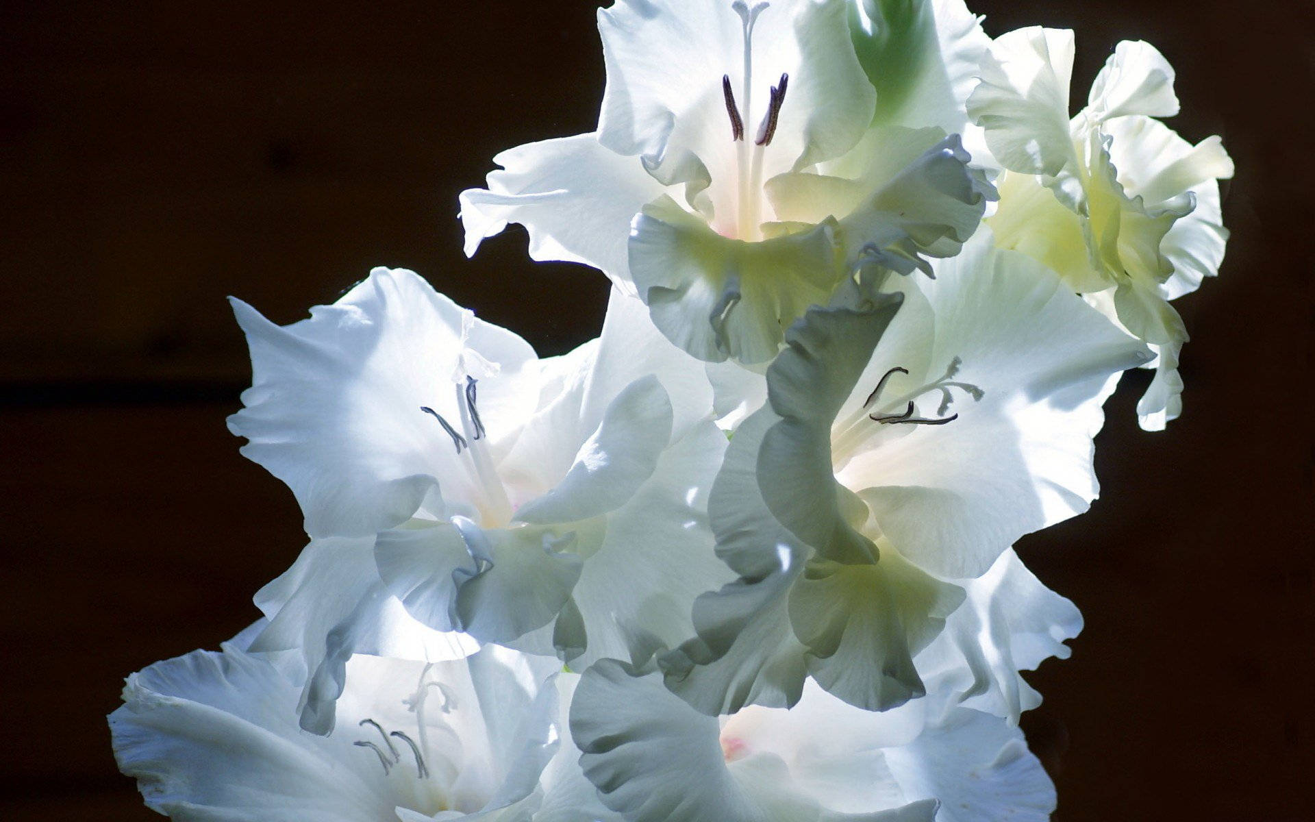 Gladiolus Fondo de pantalla