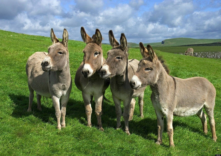 Donkey Wallpaper