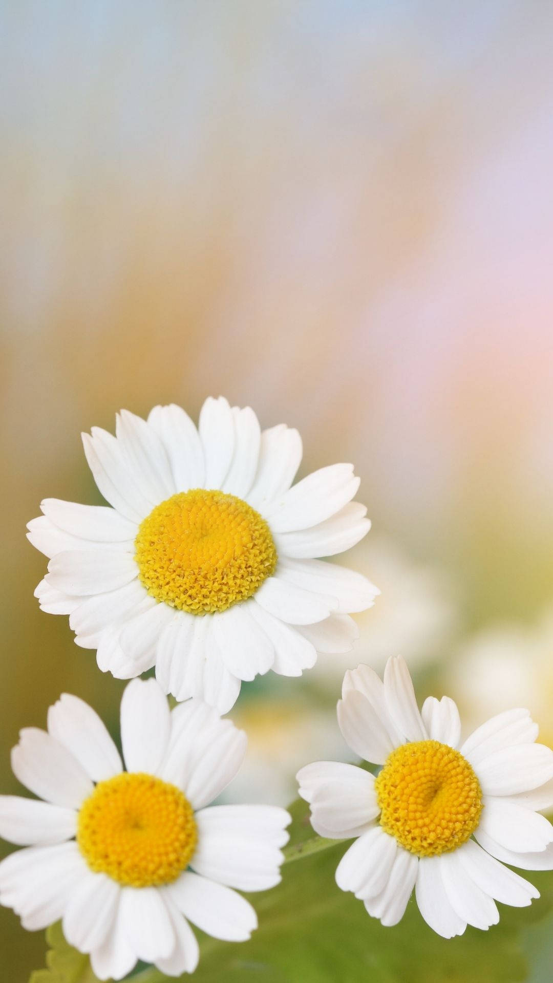 Daisy Iphone Wallpaper