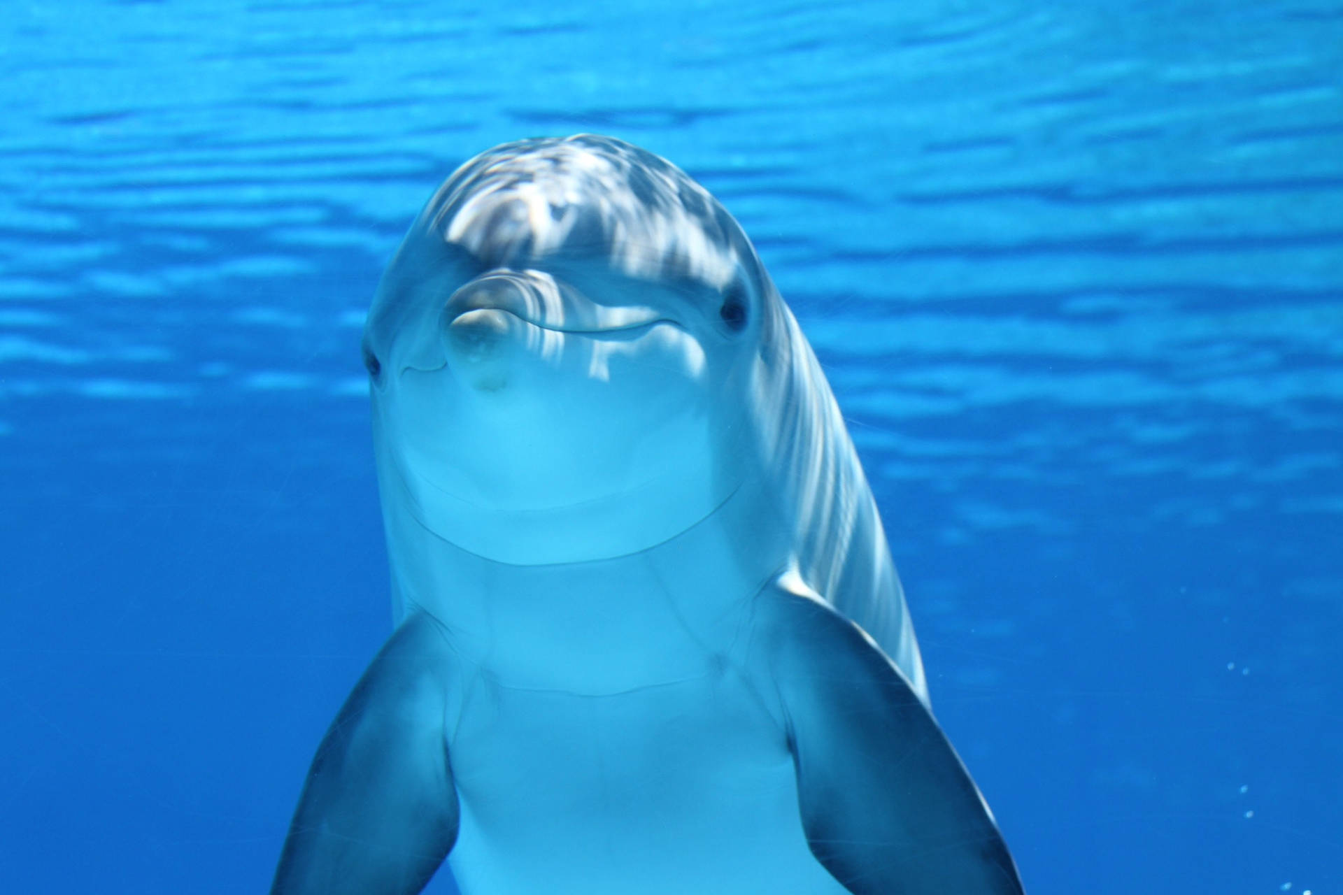 Delfin Wallpaper