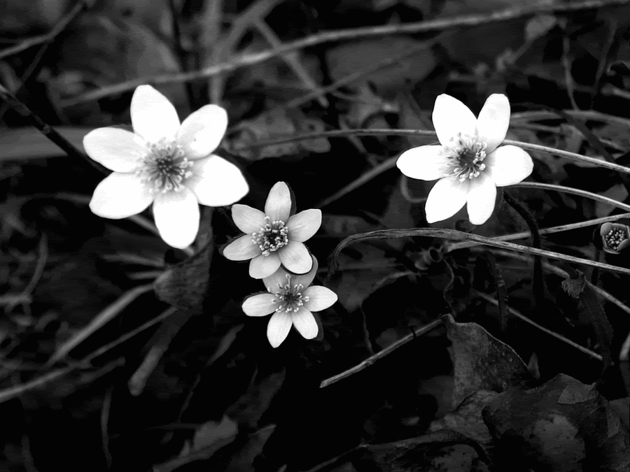 Flor Blanca Fondo de pantalla