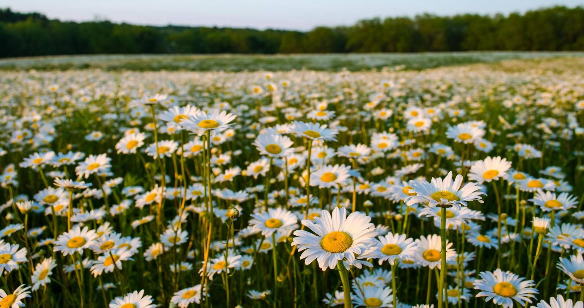 Flower Field Wallpaper