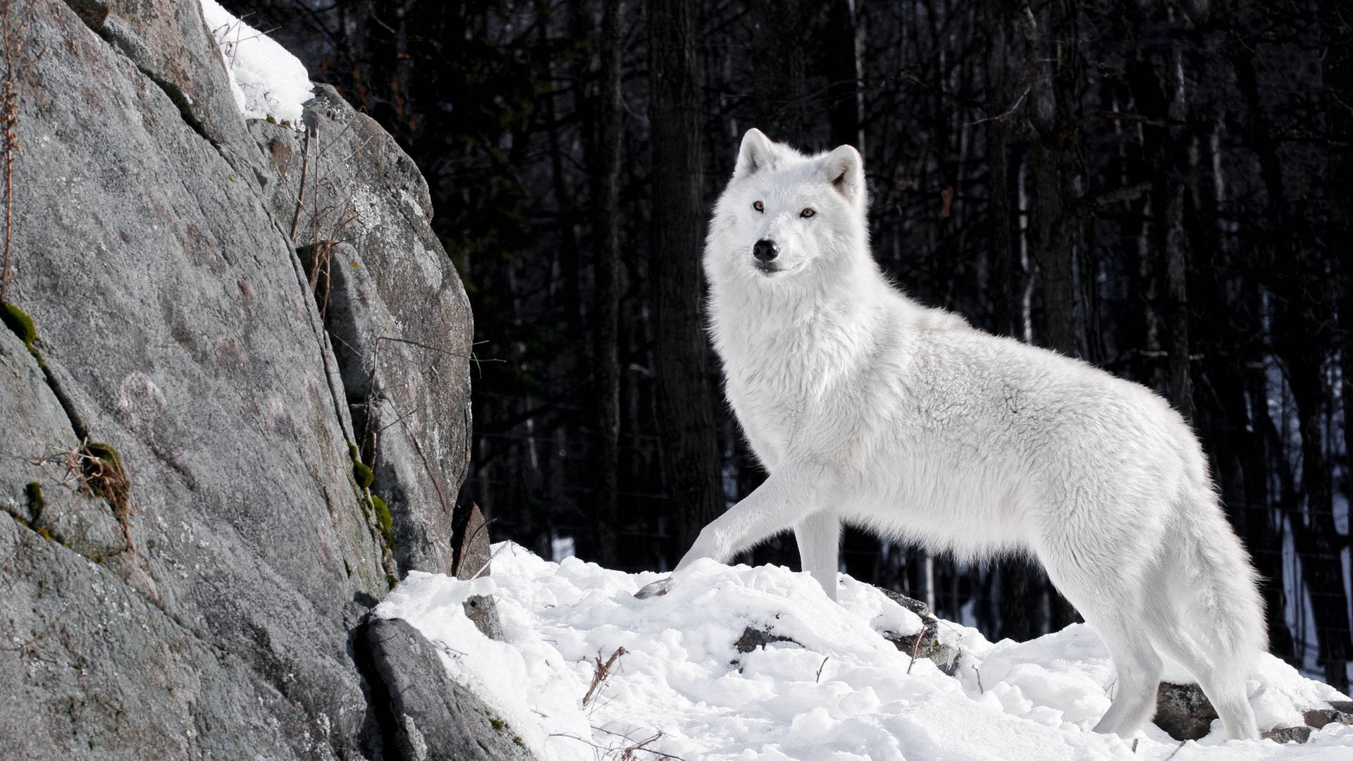 Lobo Fondo de pantalla