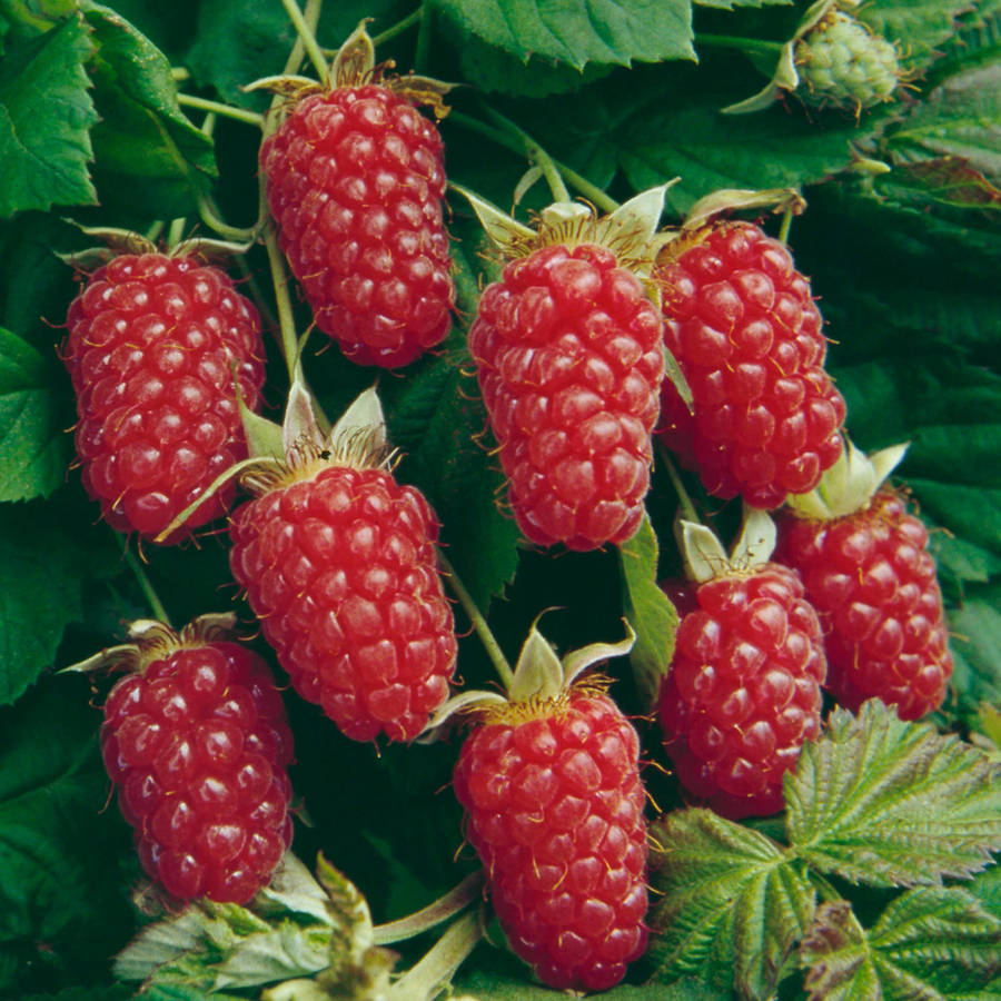 Loganberry Wallpaper