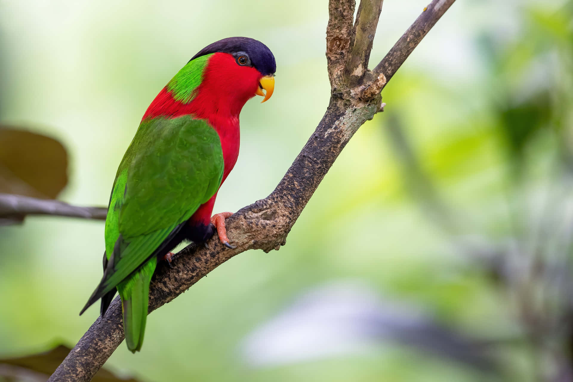 Lory Bird Wallpaper