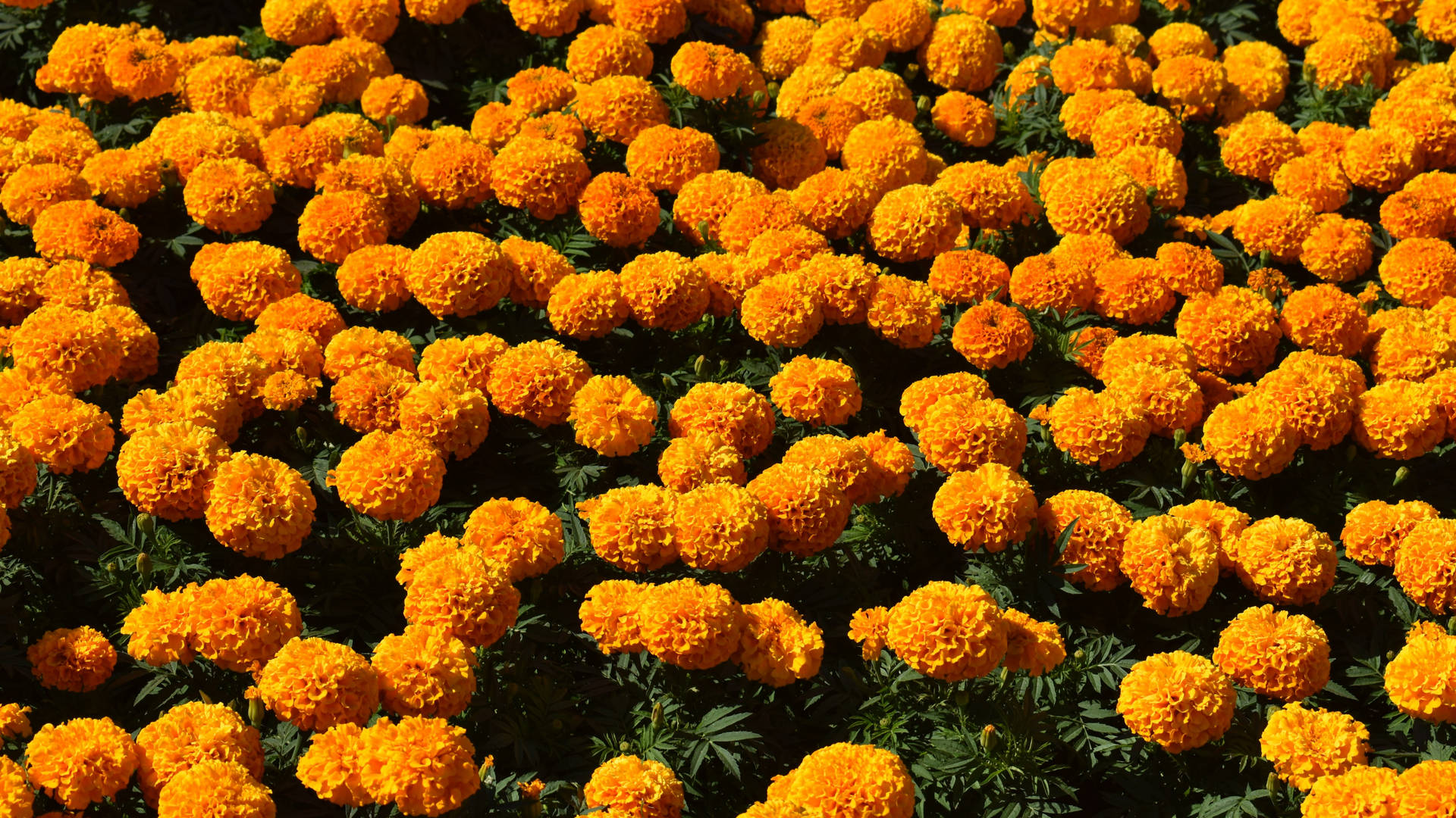 Marigold Wallpaper