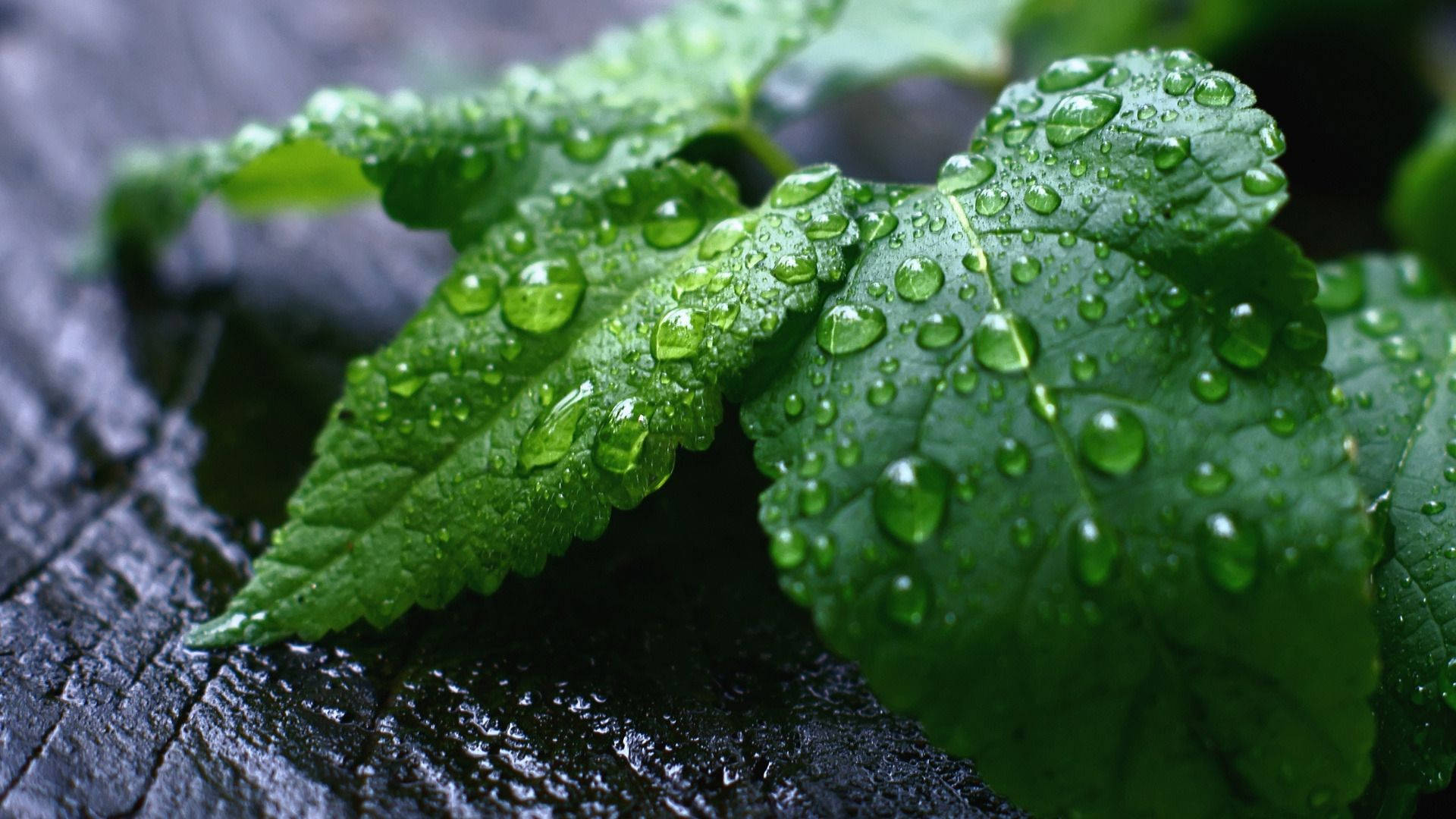 Menta Fondo de pantalla