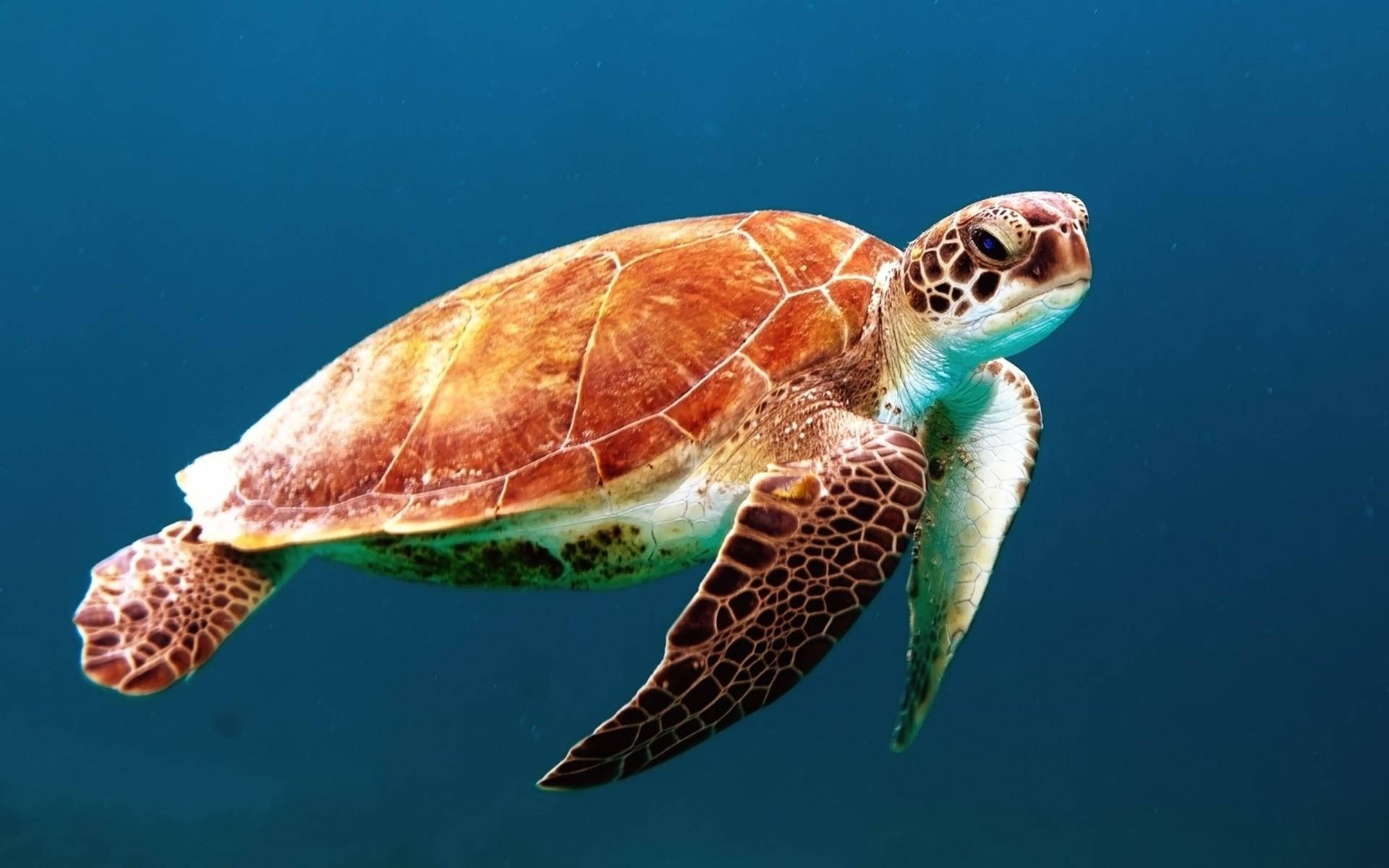 Sea Turtle Wallpaper