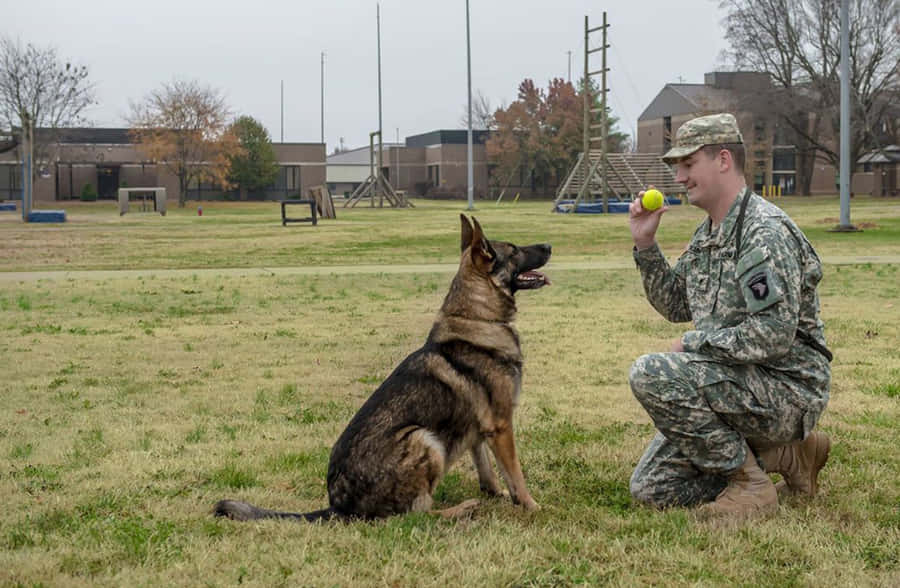 Service Dog Wallpaper