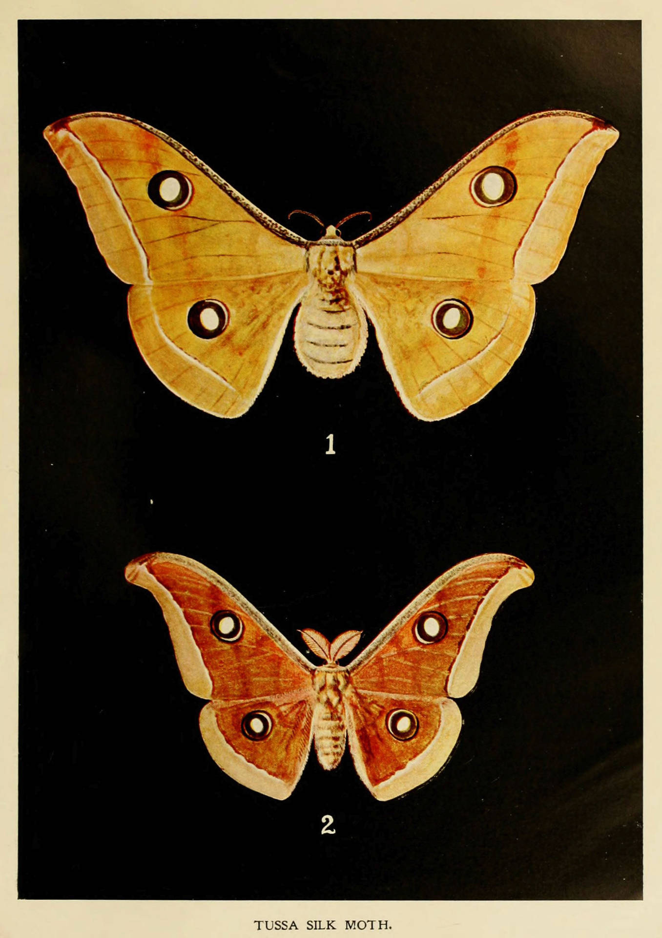 Silkmoth Wallpaper