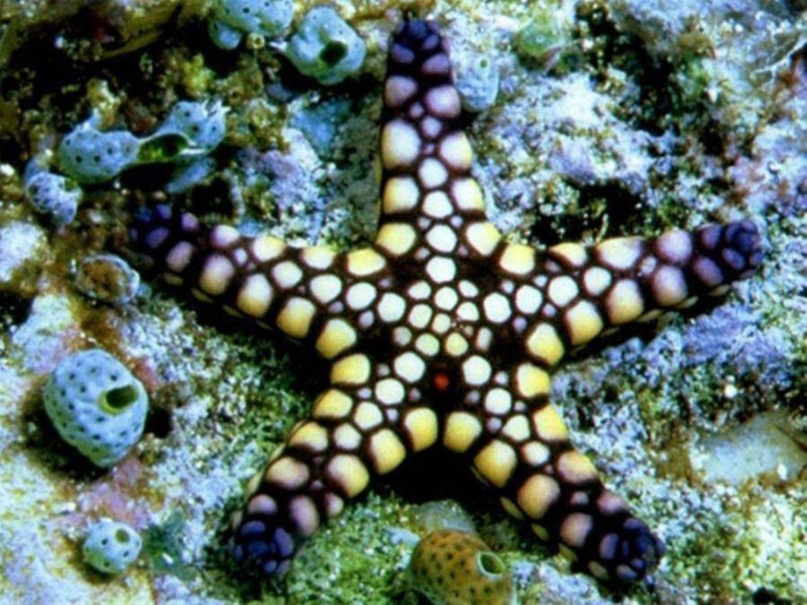 Starfish Wallpaper