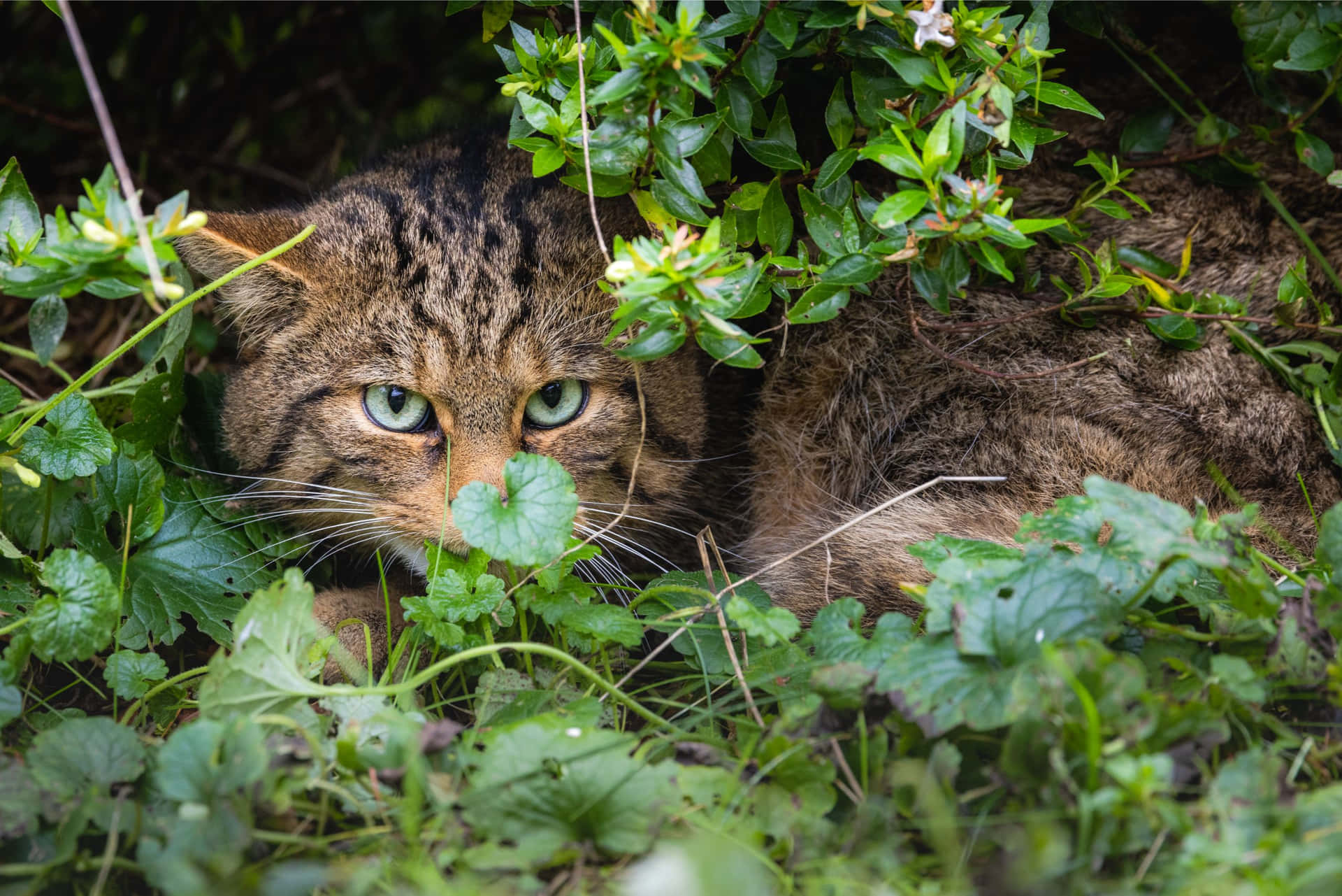 Wildcat Wallpaper