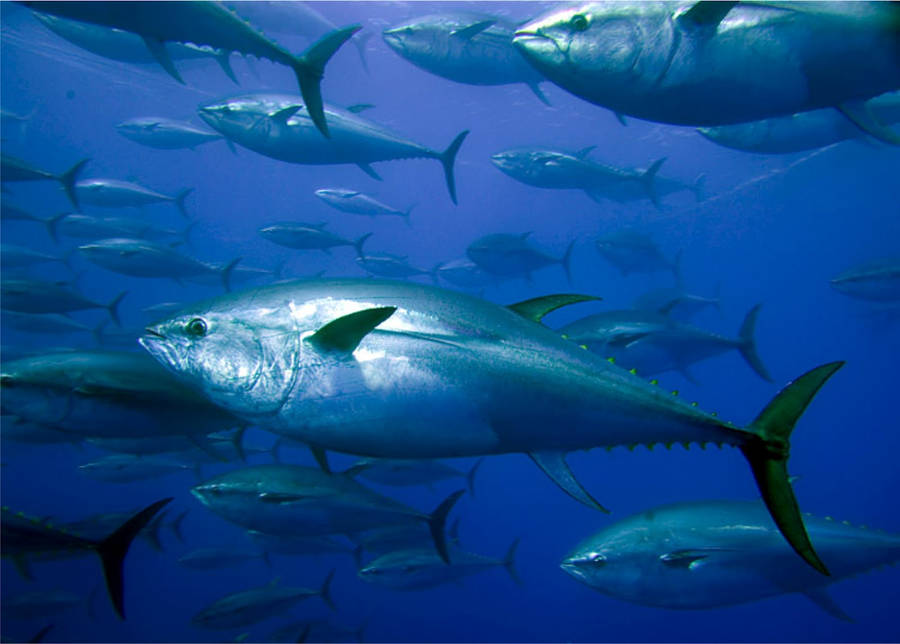 Tuna Fondo de pantalla