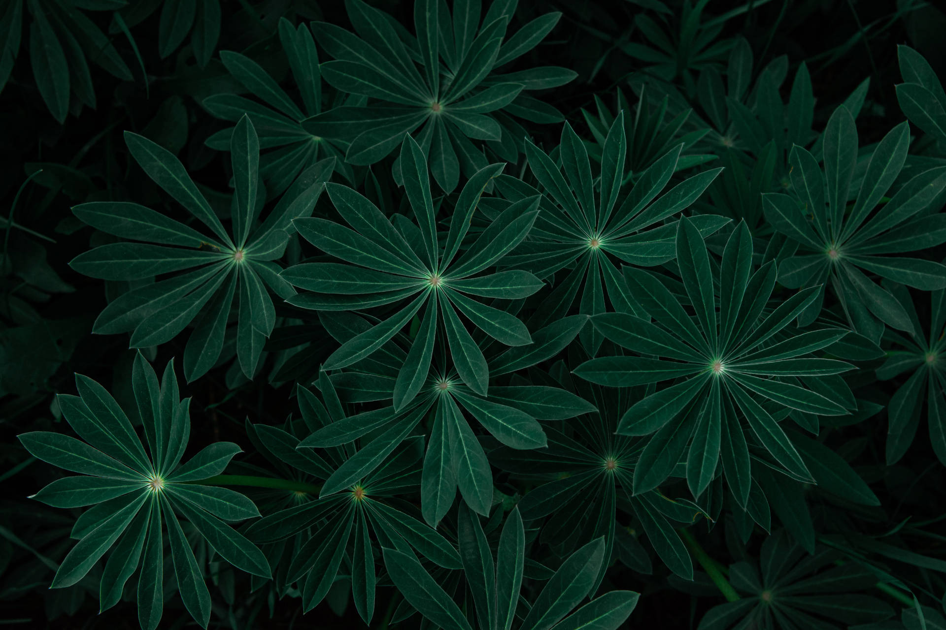 Verde Oscuro Fondo de pantalla