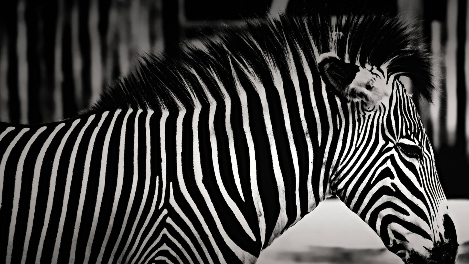 Zebra Wallpaper