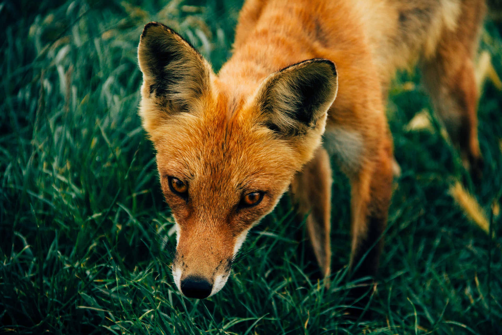 A Beautiful Red Fox in the Forest