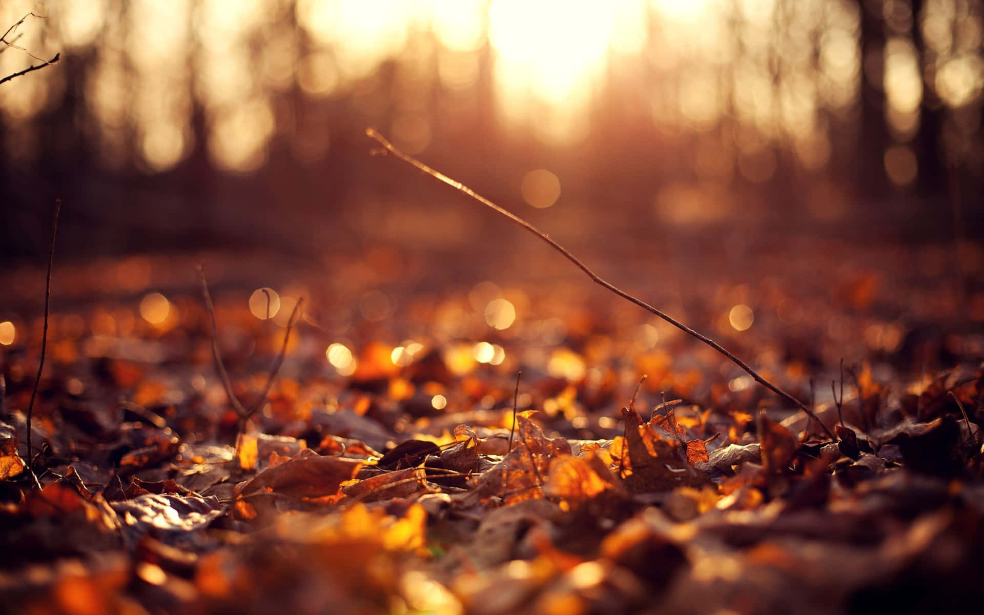 Vintage Autumn Sunset Light Wallpaper