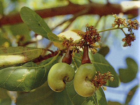 Anacardium occidentale