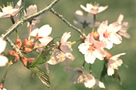 大山桜