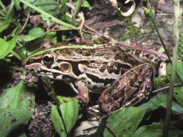 トノサマガエル