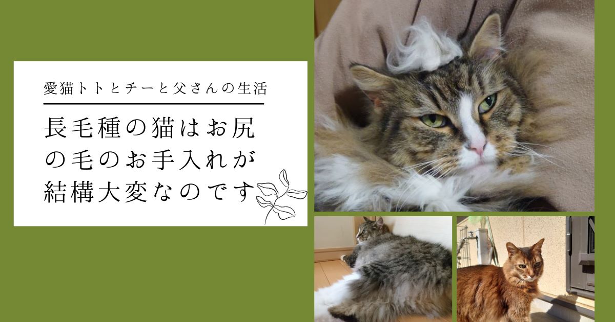 長毛種猫_アイキャッチ