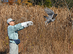 保護したオオタカを放鳥の写真