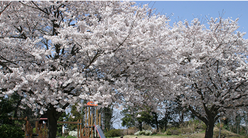 公園花カレンダーの画像