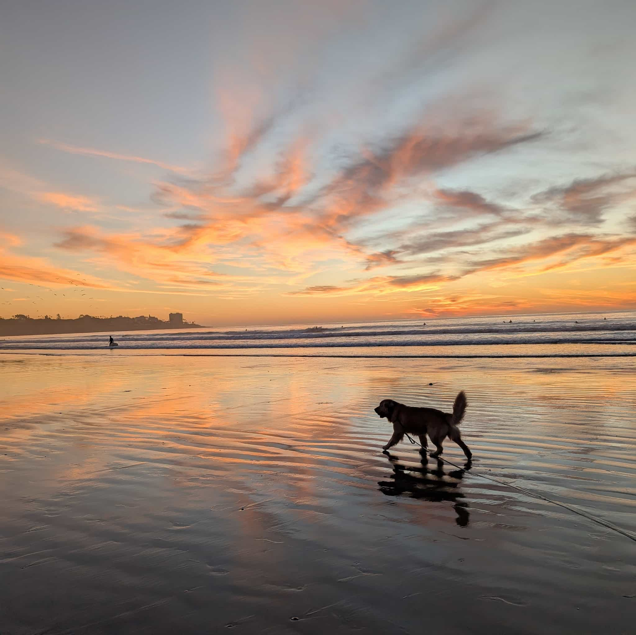 A dog walking on a beach with a colorful sunset reflecting on the wet sand underneath.