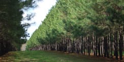 rows of trees