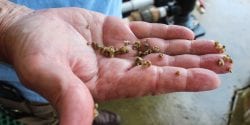 A man's hand holding oysters.