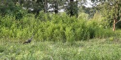 This hen nested in the thick blackberry stand and took her 10 poults merely steps to brood. Can you see them? Neither can predators.