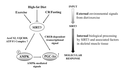 Schematic diagram of potential SIRT3 action in the skeletal myocyte