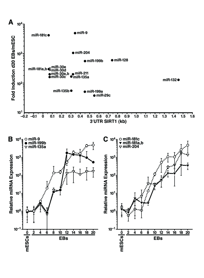 Expression profiling of miRNAs that potentially target the SIRT1 3'-UTR during mESC differentiation