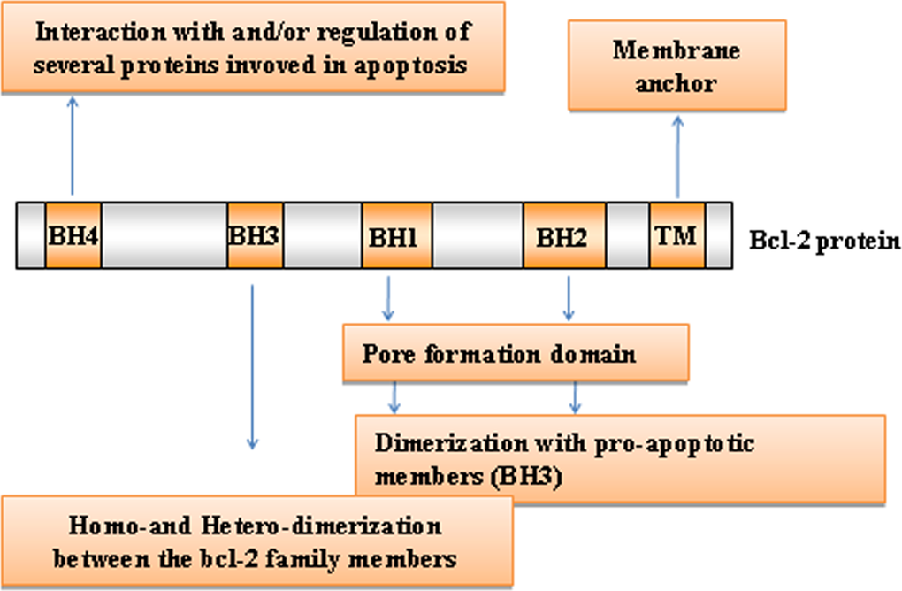 Bcl-2 family members domain composition and function