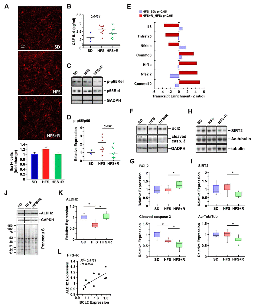 Effects of resveratrol on neuroinflammation in the cerebral cortex of HFS-fed rhesus monkeys