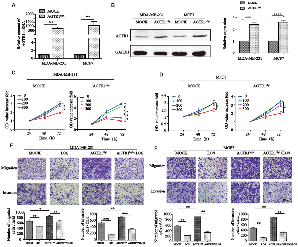 AGTR1 promotes tumor cell proliferation, migration and invasion. (A) RT-PCR and (B) Western blot analysis of AGTR1 overexpression after transfection into MDA-MB-231 and MCF7 cells. One representative Western blot image is shown, and the quantification of AGTR1 levels is provided in the right panels. *** PC) and (D) MOCK and AGTR1high cell viability after treatment with different concentrations of LOS (0, 100, 200, 300 μM) by CCK8. * P0.05, ** PPE) and (F) Effect of AGTR1 overexpression on cell migration and invasion. Images were captured with an inverted microscope (×100 magnification). The total number of migrating and invading cells in the fields was counted and is shown in the bottom panel. * PP0.01, *** P0.001.