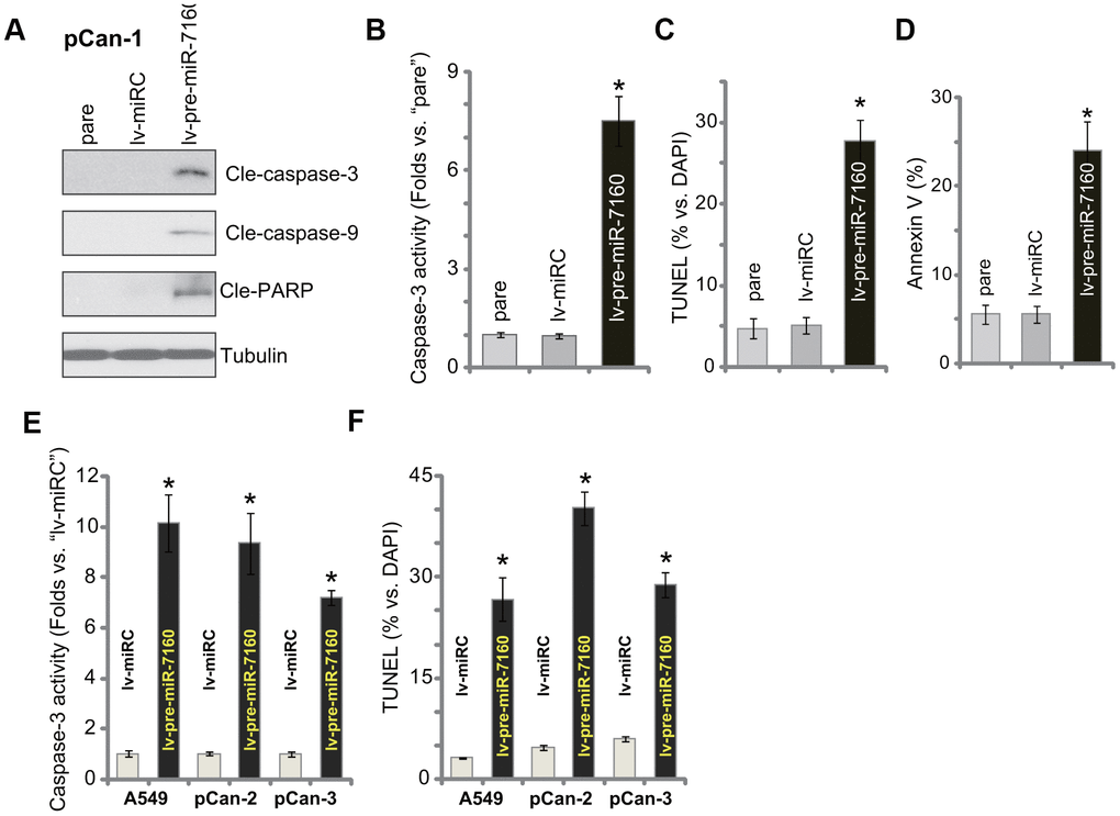 miR-7160 overexpression provokes apoptosis in NSCLC cells. The primary NSCLC cells (pCan-1/pCan-2/pCan-3) or A549 cells, bearing the pre-miR-7160-expression lentiviral construct (“lv-pre-miR-7160”) or non-sense miRNA control lentiviral construct (“lv-miRC”), were cultured for 48h; Caspase activation (A, B, E), and cell apoptosis (C, D, F) were tested by the assays mentioned in the text, with results quantified. Data were presented as mean ± SD (n=5), and results normalized. *P