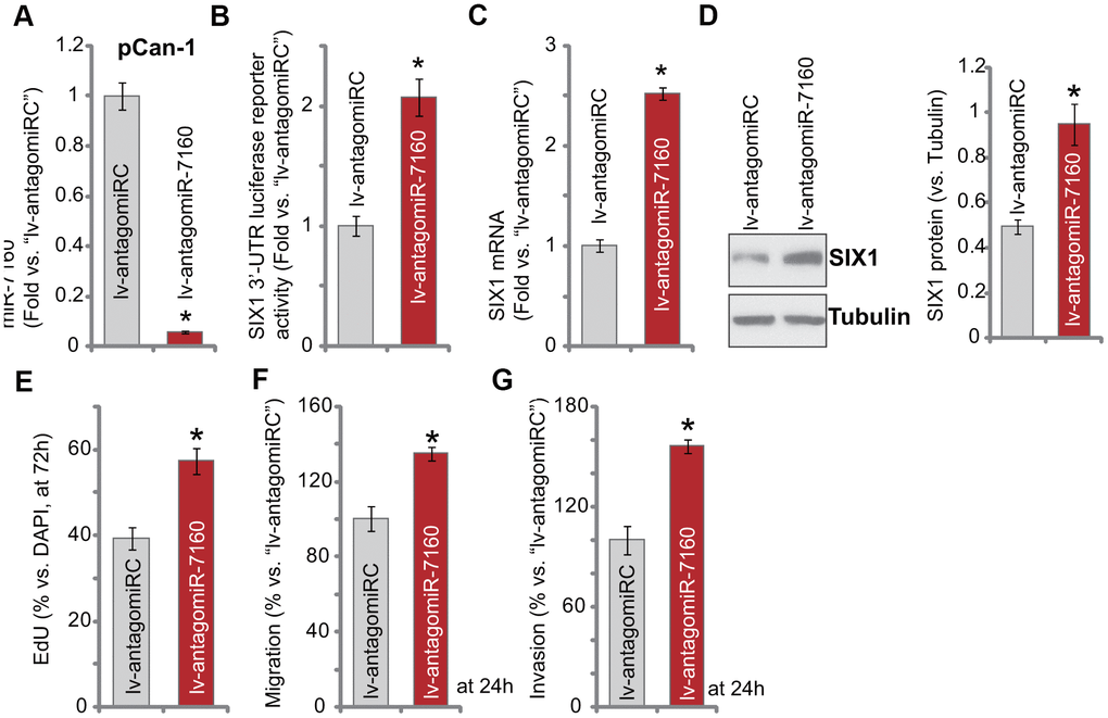 miR-7160 inhibition promotes NSCLC cell progression. The pCan-1 primary NSCLC cells, bearing the pre-miR-7160 anti-sense lentiviral construct (“lv-antagomiR-7160”) or non-sense anti-sense control lentiviral construct (“lv-antagomiRC”), were established, and cells cultured for applied time periods; Expression of listed genes was tested by qPCR and Western blotting analyses (A, C, D), with SIX1 3’-UTR luciferase reporter activity tested as well (B). Cellular functions, including cell proliferation (E), migration (F) and invasion (G) were tested by the assays mentioned in the text, with results quantified. Data were presented as mean ± SD (n=5), and results normalized. *P