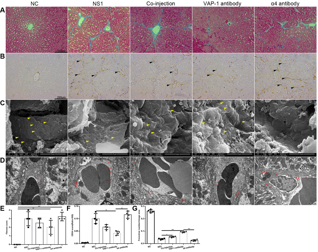 Morphological change in each group in the in vivo experiments. (A) Collagen fiber distribution in each group. (B) CD34 expression in each group (the black head of arrow indicates CD34). (C) Changes of fenestrae in each group (the yellow head of arrow indicates fenestrae on the LSECs). (D) Changes in the basement membrane between the experimental groups and the control groups (the red circle in the NC group indicated the fenestrae on LSECs, and red arrow in other groups showed the basement membrane). (E) Liver fibrosis score of each group in (A). (F) Quantification of CD34 expression of each group in (B). (G) Quantification of fenestrae number of each group in (C). *p 