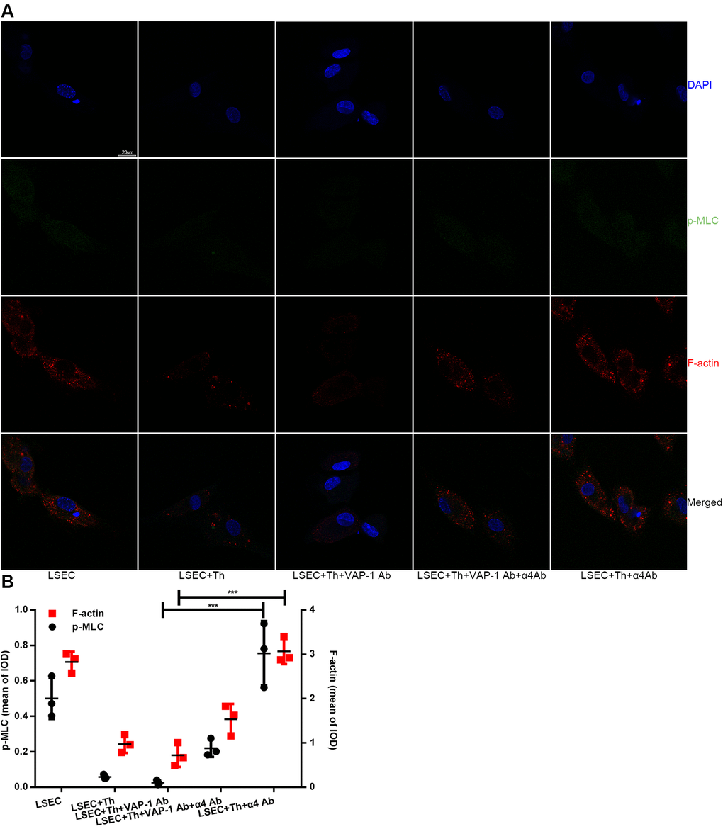 Changes of F-actin and p-MLC in each group in in vitro experimental groups. (A) Anti-VAP-1 antibody treatment induces a loss of stress fibers and p-MLC in isolated LSECs after coculture for 3 h, however anti-integrin α4 antibody treatment produces the opposite effect. F-actin (red) staining with Alexa Fluor 555 and p-MLC (green) staining with Alexa Fluor 488 were examined by confocal immunofluorescence microscopy. Nuclei (blue) were counterstained with DAPI. The scale bar denotes 20 μm. (B) Quantification of F-actin and p-MLC expression of each group in (A). ***p 