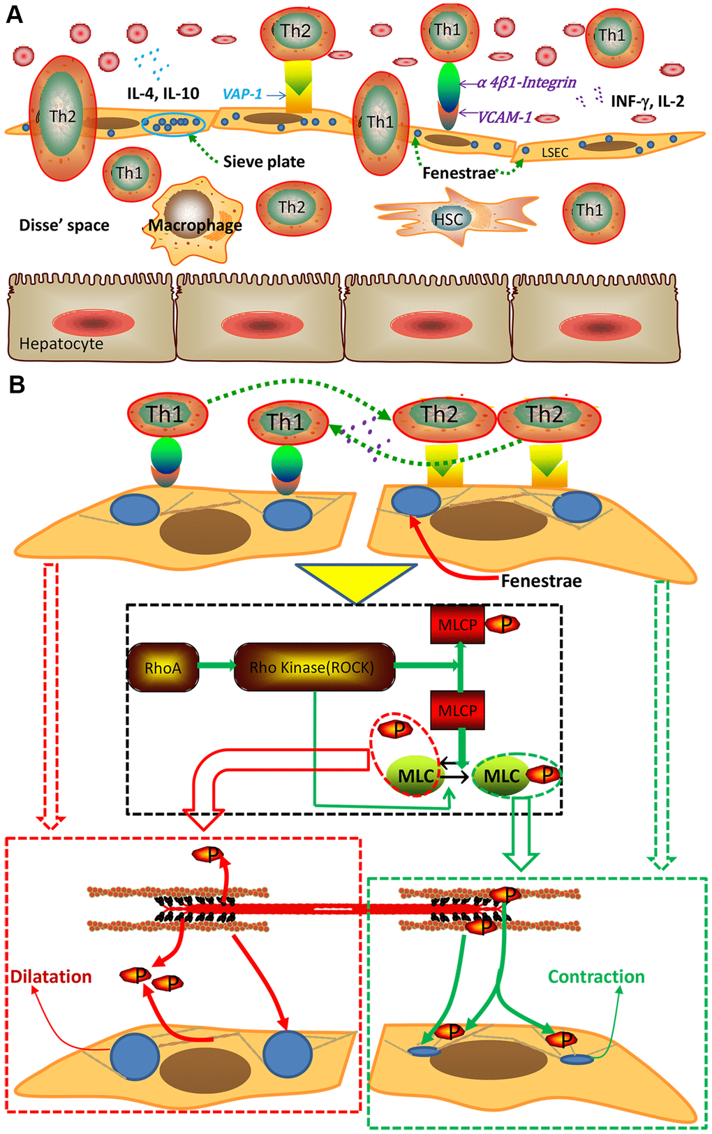 Schematic of the interaction between Th1/Th2 cells and LSECs and the mechanism underlying this interaction. (A) Interaction between Th1/Th2 cells and LSECs. (B) Pattern of cytoskeletal alteration mediated by the Rho-ROCK-myosin pathway. Interactions between Th1/2 cells and LSECs exerted different effects. Specifically, interactions between Th2 cells and LSECs activated the signal pathway to promote phosphorylation of myosin light chain (MLC), hence causing the contraction of cytoskeletal actin around LSECs and subsequent defenestration, however interactions between Th1 cells and LSECs exerted an opposite effect. MLCP, myosin light chain phosphatase.