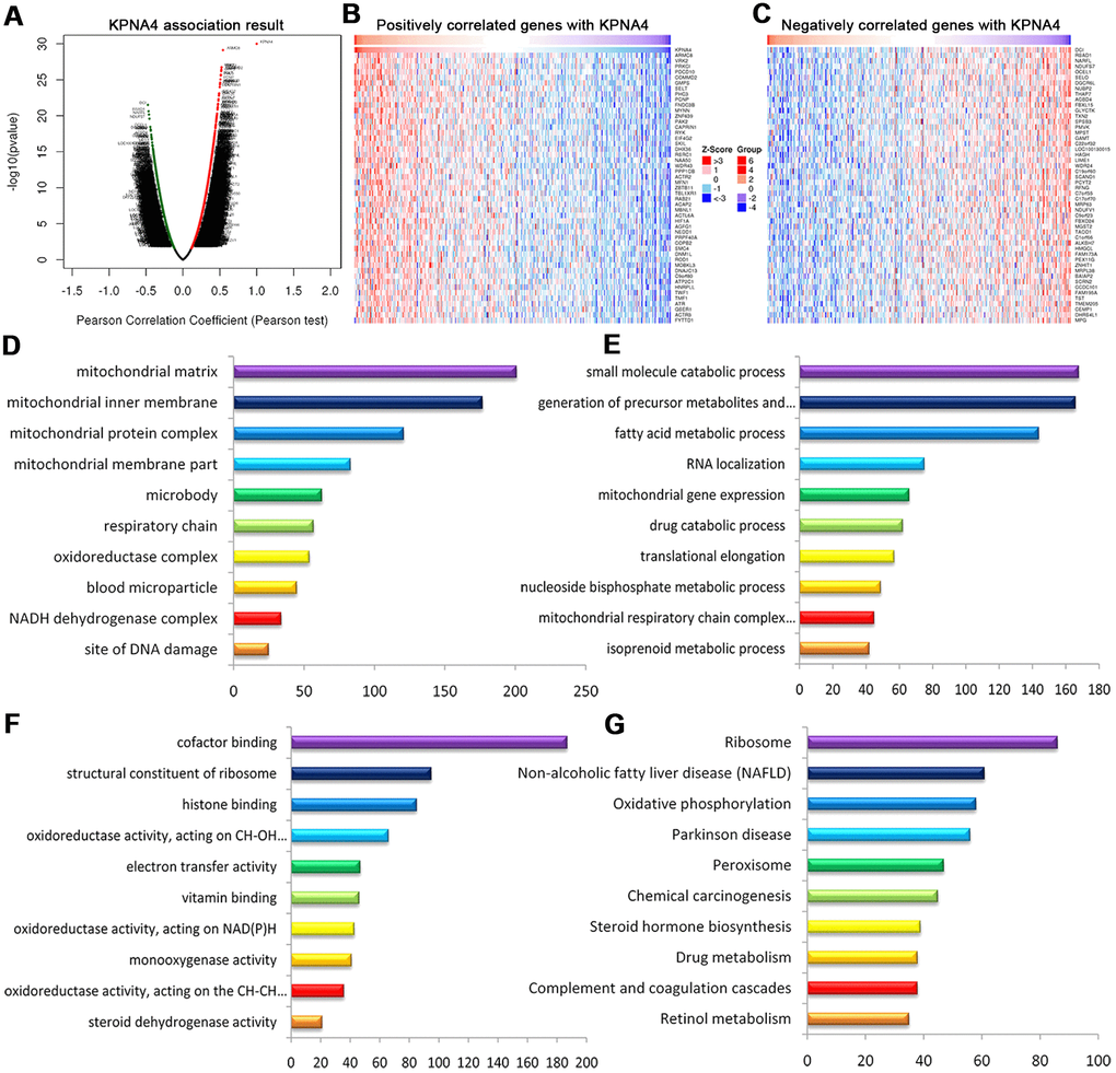 Genes differentially expressed in correlation with KPNA4 in HCC (LinkedOmics). (A) Volcano plot showing genes correlated with KPNA4 through Pearson’s test analysis. (B, C) Heat maps showing the top 50 genes positively and negatively correlated with KPNA4 in HCC; red (positive), green (negative). The significantly enriched GO annotations ((D) cellular components, (E) biological processes, (F) molecular functions) and KEGG pathways (G) of KPNA4 coexpressed genes were analyzed using GSEA.