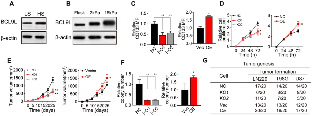 Greater matrix stiffness increased glioma stemness by inducing BCL9L. (A) Western blotting analysis of BCL9L expression in tissues derived from the HS and LS groups. (B) Western blotting analysis of BCL9L expression in LN229 cells cultured on gels of different stiffness levels. (C) Flow cytometry analysis of CD133 expression in LN229 cells treated with negative control shRNA (LN229-NC), BCL9L shRNA #1 (LN229-KO1) or BCL9L shRNA #2 (LN229-KO2) and cultured on 16-kPa stiffness gels, and in LN229 cells treated with the control vector (LN229-Vec) or BCL9L overexpression vector (LN229-BCL9LOE) and cultured on flask dishes. (D) The proliferation of LN229-NC, LN229-KO1, LN229-KO2, LN229-Vec or LN229-BCL9LOE cells pre-cultured on 16-kPa stiffness gels, and of LN229-Vec or LN229-BCL9LOE cells cultured on flask dishes. (E) Tumor volumes were measured at various time points in mice injected with LN229-NC, LN229-KO1 or LN229-KO2 cells pre-cultured on 16-kPa stiffness gels, and in mice injected with LN229-Vec or LN229-BCL9LOE cells cultured on flask dishes. (F) The cell colonies formed by LN229-NC, LN229-KO1 or LN229-KO2 cells pre-cultured on 16-kPa stiffness gels and by LN229-Vec or LN229-BCL9LOE cells cultured on flask dishes were detected at various time points. (G) Tumorigenesis of mice subcutaneously injected with 104 LN229-NC, LN229-KO1 or LN229-KO2 cells pre-cultured on 16-kPa stiffness gels, or injected with LN229-Vec or LN229-BCL9LOE cells cultured on flask dishes. *P 