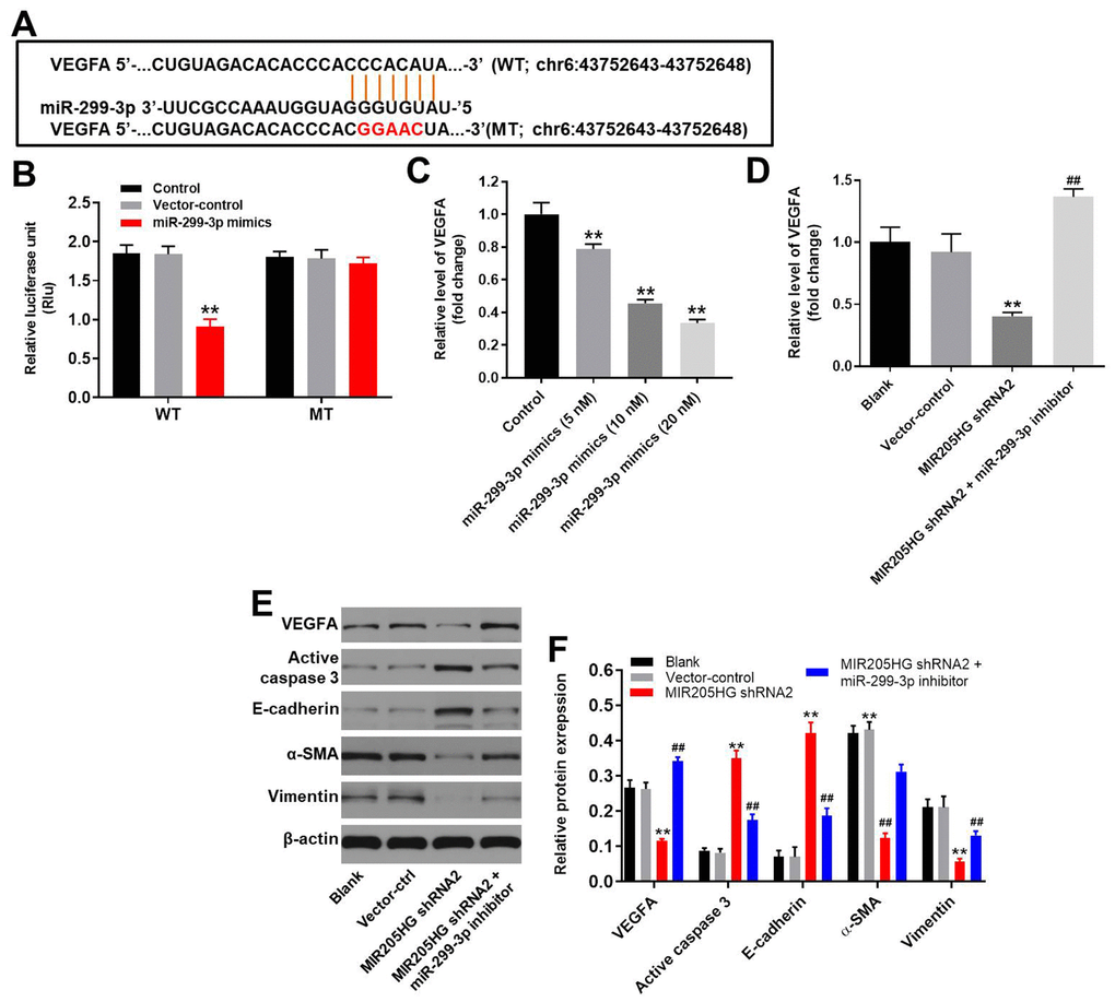 VEGFA is the direct target of miR-299-3p. (A) The predicted binding site for miR-299-3p in the 3'UTR of the VEGFA transcript between nucleotides 359-366. (B) Dual luciferase reporter assay results show the luciferase activity in A375 cells co-transfected with the plasmid containing wild-type (WT) or mutant (MT) VEGFA 3′-UTR and miR-299-3p. (C) QRT-PCR analysis shows the expression levels of VEGFA mRNA in control, 5 nM miR-299-3p mimics-transfected, 10 nM miR-299-3p mimics-transfected and 20 nM miR-299-3p mimics-transfected A375 cells. (D) QRT-PCR analysis shows the expression levels of VEGFA mRNA in control, MIR205HG shRNA2-transfected, MIR205HG shRNA2 plus miR-299-3p inhibitor transfected A375 cells. (E, F) Representative western blots show the levels of VEGFA, cleaved caspase3, E-cadherin, α-SMA, and Vimentin proteins in control, MIR205HG shRNA2-transfected, MIR205HG shRNA2 plus miR-299-3p inhibitor transfected A375 cells. The relative expression of these proteins was estimated using β-actin as the loading control. Note: All experiments were performed thrice. **P##P