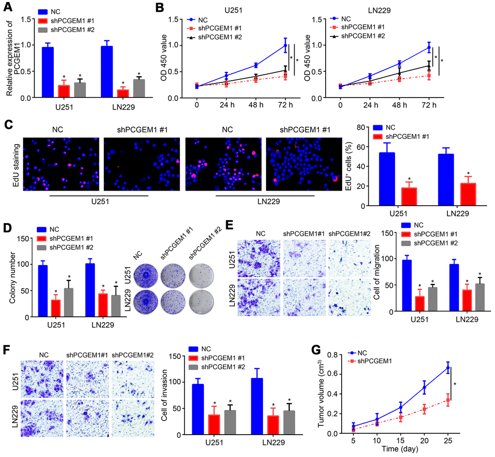 Effects of PCGEM1 knockdown on glioma cells. (A) PCGEM1 expression was knocked down using shRNA targeting PCGEM1. (B) CCK8 assay for proliferation assessment. (C) EdU staining for assessing proliferation. (D) Colony formation assay was performed to evaluate proliferation. (E, F) Transwell assay for migration and invasion. (G) Animal xenograft experiment assay was performed and tumor volumes were measured at indicated time points. *P