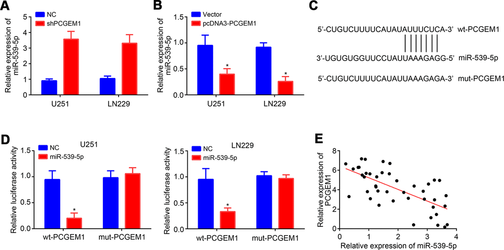 PCGEM1 was the ceRNA for miR-539-5p. (A, B) Relative expression of miR-539-5p after PCGEM1knockdown or overexpression. (C) Predicted binding site in PCGEM1 with miR-539-5p through miRDB. (D) Luciferase reporter assay was performed. (E) Correlation between PCGEM1 and miR-539-5p expressions in glioma tissues (r=-0.6704; PP